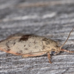 Garrha phoenopis at Melba, ACT - 10 Jan 2022 11:57 PM