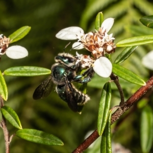 Xylocopa (Lestis) aerata at Acton, ACT - 11 Mar 2022