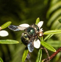 Xylocopa (Lestis) aerata at Acton, ACT - 11 Mar 2022