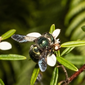 Xylocopa (Lestis) aerata at Acton, ACT - 11 Mar 2022