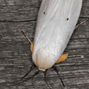 Maroga melanostigma at Melba, ACT - 10 Jan 2022