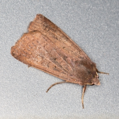 Mythimna (Pseudaletia) convecta (Common Armyworm) at Melba, ACT - 11 Jan 2022 by kasiaaus