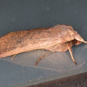 Mythimna (Pseudaletia) convecta at Melba, ACT - 11 Jan 2022