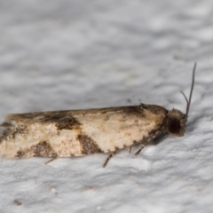 Clarana clarana (A Tortricid moth) at Melba, ACT - 11 Jan 2022 by kasiaaus