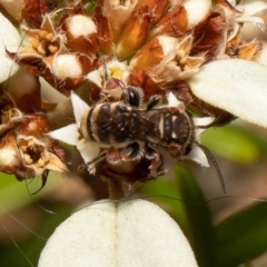 Lipotriches (Austronomia) phanerura (Halictid Bee) at Acton, ACT - 11 Mar 2022 by Roger