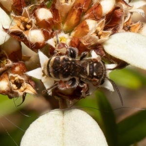 Lipotriches (Austronomia) phanerura at Acton, ACT - 11 Mar 2022