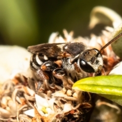 Lipotriches (Austronomia) phanerura at Acton, ACT - 11 Mar 2022