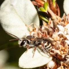 Lipotriches (Austronomia) phanerura at Acton, ACT - 11 Mar 2022