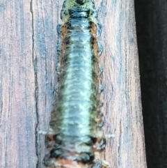 Pergidae sp. (family) (Unidentified Sawfly) at ANU Kingsley Precinct - 11 Mar 2022 by SunnyU