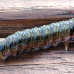 Pergidae sp. (family) at Acton, ACT - 11 Mar 2022