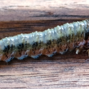 Pergidae sp. (family) at Acton, ACT - 11 Mar 2022