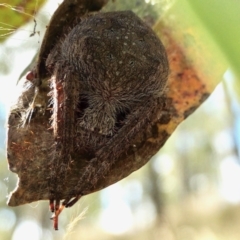 Araneinae (subfamily) (Orb weaver) at Yass River, NSW - 11 Mar 2022 by SenexRugosus