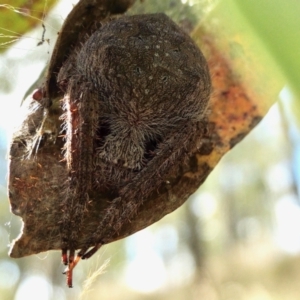 Araneinae (subfamily) at Yass River, NSW - 11 Mar 2022