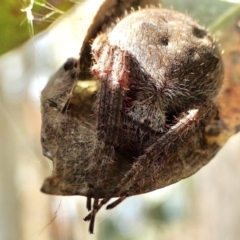 Araneinae (subfamily) at Yass River, NSW - 11 Mar 2022