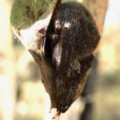 Araneinae (subfamily) at Yass River, NSW - 11 Mar 2022