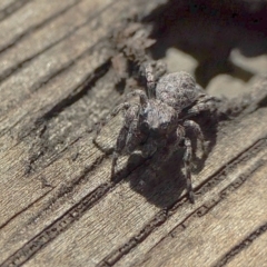 Unidentified Jumping or peacock spider (Salticidae) at Yass River, NSW - 10 Mar 2022 by SenexRugosus