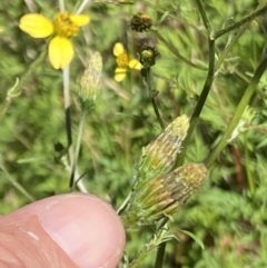 Bidens subalternans (Greater Beggars Ticks) at Theodore, ACT - 11 Mar 2022 by RAllen