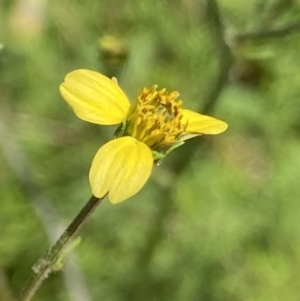 Bidens subalternans at Theodore, ACT - 11 Mar 2022 03:19 PM