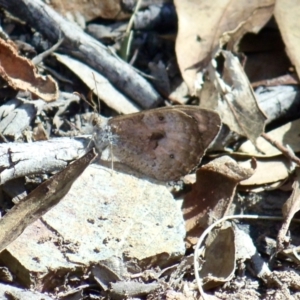 Geitoneura klugii at Aranda, ACT - 11 Mar 2022 03:52 PM