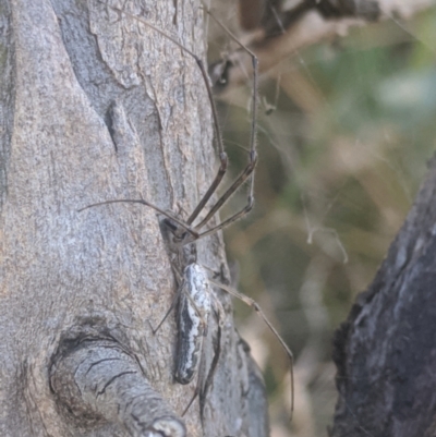 Tetragnatha demissa (Crouching Long-jawed Spider) at Throsby, ACT - 11 Mar 2022 by chriselidie
