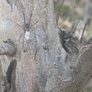 Tetragnatha demissa at Throsby, ACT - 11 Mar 2022