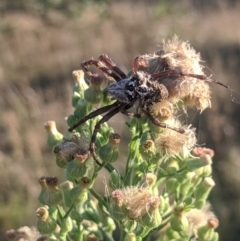 Backobourkia sp. (genus) (An orb weaver) at Mulligans Flat - 11 Mar 2022 by chriselidie