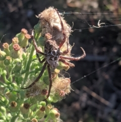 Backobourkia sp. (genus) at Forde, ACT - 11 Mar 2022