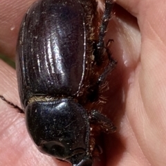 Dasygnathus sp. (genus) (Rhinoceros beetle) at Theodore, ACT - 11 Mar 2022 by RAllen
