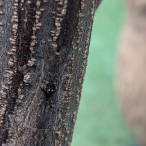 Lasiocampidae (family) immature at Amaroo, ACT - 9 Mar 2022