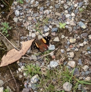 Vanessa itea at Forde, ACT - 8 Mar 2022 01:24 PM