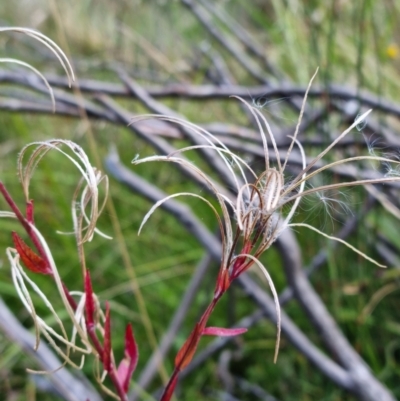 Epilobium sp. (A Willow Herb) at Paddys River, ACT - 10 Mar 2022 by pixelnips