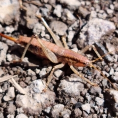 Coptaspis brevipennis (A katydid) at Paddys River, ACT - 10 Mar 2022 by pixelnips