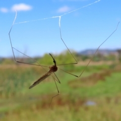 Tipulidae or Limoniidae (family) at Fyshwick, ACT - 11 Mar 2022