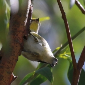 Pardalotus striatus at Fyshwick, ACT - 11 Mar 2022