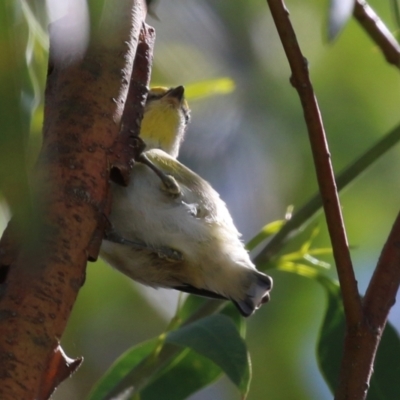 Pardalotus striatus (Striated Pardalote) at Fyshwick, ACT - 11 Mar 2022 by RodDeb