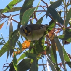 Pardalotus striatus at Fyshwick, ACT - 11 Mar 2022 12:41 PM