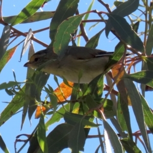 Pardalotus striatus at Fyshwick, ACT - 11 Mar 2022 12:41 PM