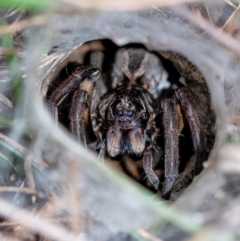 Unidentified Wolf spider (Lycosidae) at Penrose, NSW - 11 Mar 2022 by Aussiegall