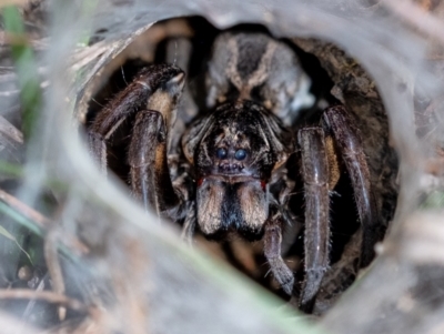 Tasmanicosa sp. (genus) (Tasmanicosa wolf spider) at Penrose, NSW - 11 Mar 2022 by Aussiegall