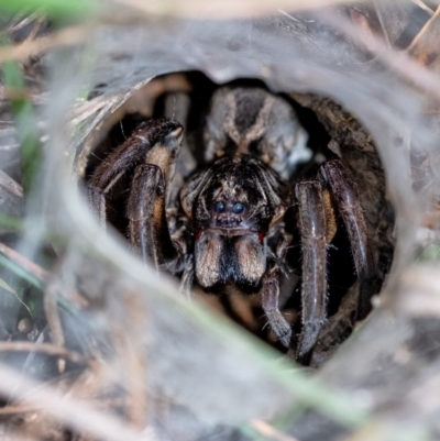 Unidentified Wolf spider (Lycosidae) at Penrose, NSW - 11 Mar 2022 by Aussiegall
