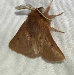 Anthela ferruginosa at Numeralla, NSW - suppressed