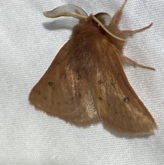 Anthela ferruginosa at Numeralla, NSW - suppressed