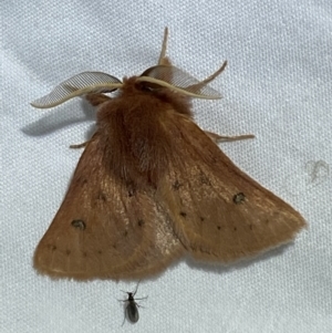 Anthela ferruginosa at Numeralla, NSW - suppressed