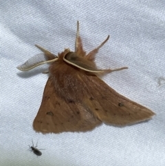 Anthela ferruginosa at Numeralla, NSW - 12 Mar 2022