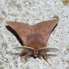 Anthela ferruginosa at Numeralla, NSW - 12 Mar 2022