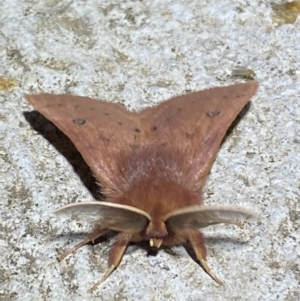 Anthela ferruginosa at Numeralla, NSW - suppressed