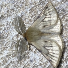 Pterolocera (genus) (Antheliid moth) at Numeralla, NSW - 12 Mar 2022 by SteveBorkowskis