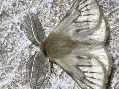 Pterolocera (genus) (Antheliid moth) at Numeralla, NSW - 11 Mar 2022 by SteveBorkowskis