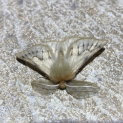 Pterolocera (genus) at Numeralla, NSW - 12 Mar 2022