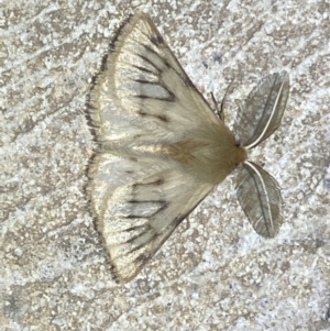 Pterolocera (genus) at Numeralla, NSW - 12 Mar 2022